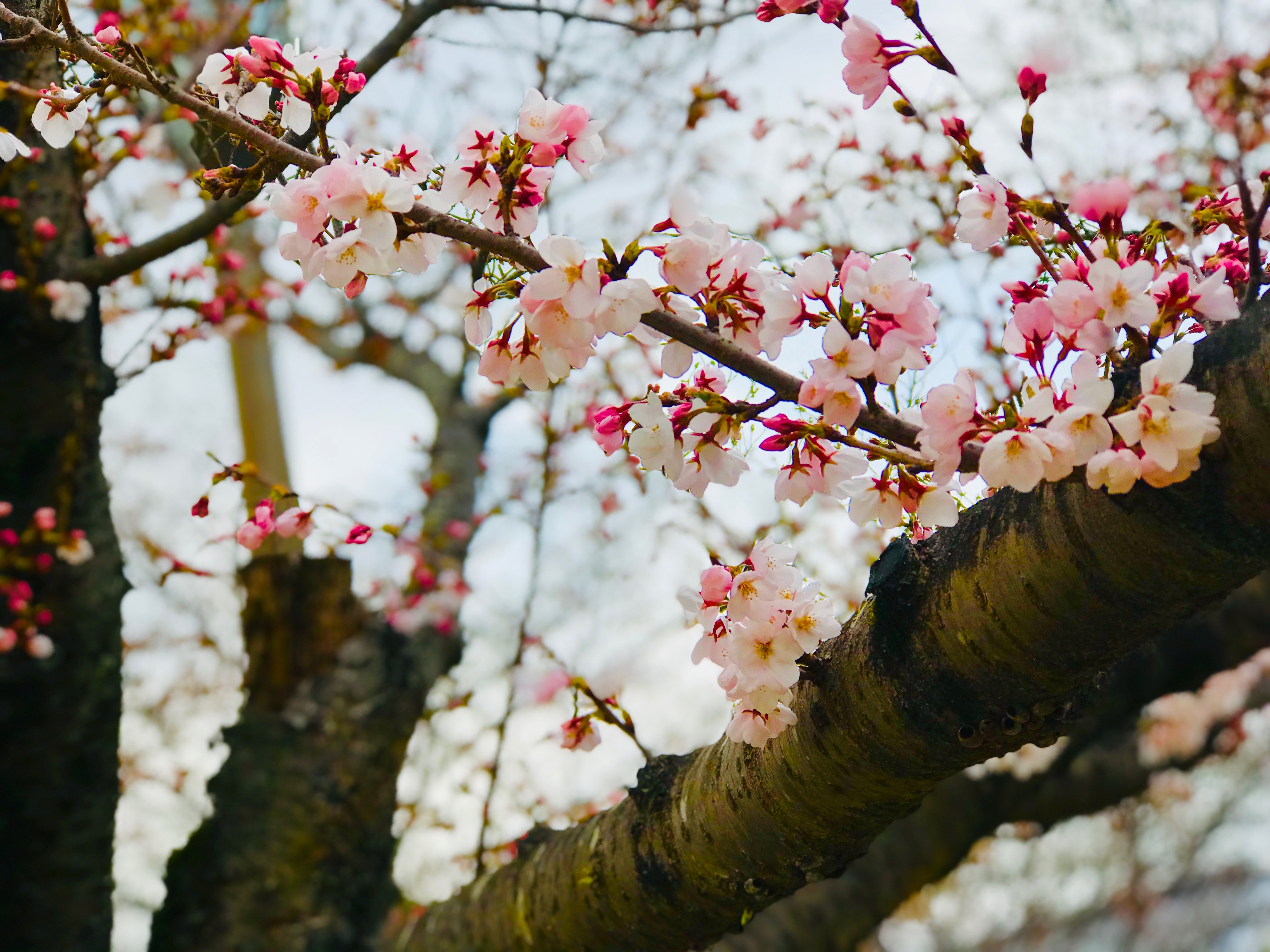 お花見(^^♪